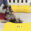 메리펫 애견유치원 이미지