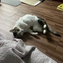 강일테니스장 화장실 이미지