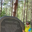 울진소나무 이미지