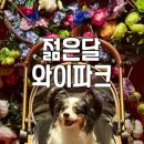 솔밭캠프장 | 영월 반려견동반 여행지 추천! 젊은달 와이파크