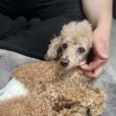 유니독스 이미지