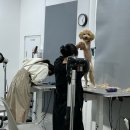 버블펫 | 일산애견미용/믿고 맡기는 정발산역 애견미용 버블펫