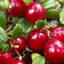 크랜베리효과 이미지