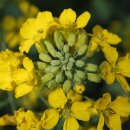 장복산길 이미지