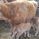 새벽농가축산 이미지