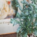 블루버드 이미지