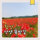 애니카랜드 함안점 | 함안 5월 꽃구경 악양뚝방길 양귀비 만개