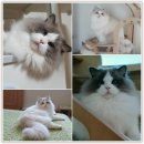 젤로돌스 이미지