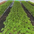 연부농장 이미지