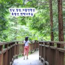 녹색관광센터 | 전남 장성 가볼만한곳 축령산 편백나무숲 하늘숲길 힐링 여행 코스