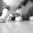 고양이발 이미지