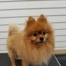 코코아도그 이미지