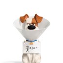 (주)펫신드롬 이미지