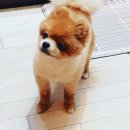 하이멍멍 이미지