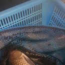 힐링낚시까페 이미지