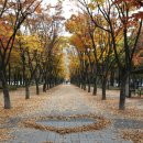 가을 낙엽 '맛집' 대전 서구 보라매공원 이미지