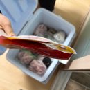 닭땡큐통닭 | [로스쿨일기]260323~260329 벚꽃이 피기 시작하니 어느새 시험은 3주전…(+성심당 딸기시루, 순수롤)