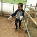 홍익목장 이미지