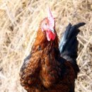 김일환 농장 이미지