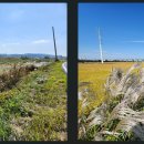 성환천 억새길 이미지