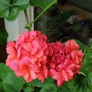 환타지아 이미지