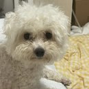 다남로165번길 | 포인핸드로 인천유기견보호소 강아지 입양후기