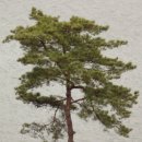 통고산자연휴양림 이미지