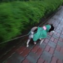 재미나개 이미지