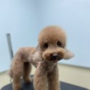 왈로하그루밍 이미지