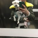 도그보니타 이미지