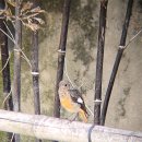 태화강 철새공원 | 250731 🐦 울산 철새여행버스, 태화강국가정원