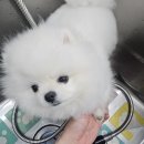 다미살롱 이미지