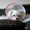 이상동물병원 이미지