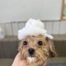 클라우드독 미용실 이미지