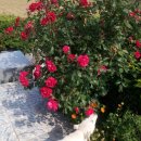 진도사랑민박 이미지