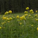 유럽금매화 [Globeflower (Trollius europaeus)] 이미지