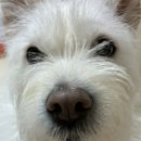 댕댕파티 이미지