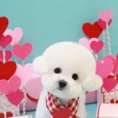 그루밍 까꿍 이미지