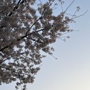 고성동 행정복지센터 | 대구 팝콘 벚꽃 볼 수 있는 곳, 고성동 벚꽃길🌸