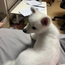 부티크멍 애견미용실 | 부천애견미용 부티크멍 애견미용실 폼피츠 진도컷 솔직후기