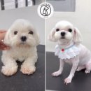 또리네 멍멍이 미용실 이미지