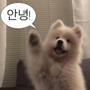 티베어