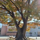 짬뽕특화거리 이미지