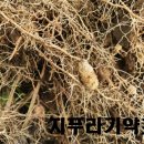 가래들농장