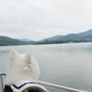 강아지와 산책 | [남이섬] 🐶애견동반 후기｜강아지와 산책하기 좋은 가평 나들이 코스 추천