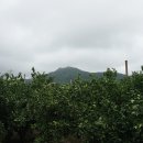 예래 본향당 이미지