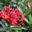 배트남에서 만난꽃(익소라,Ixora) 이미지