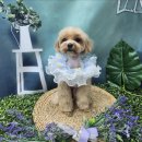 메가펫 | 부평 애견호텔 추천! 24시 케어 가능한 메가펫이 특별한 5가지 이유