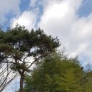 서총대친림연회도 이미지