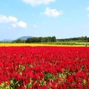 맨드라미농장 이미지